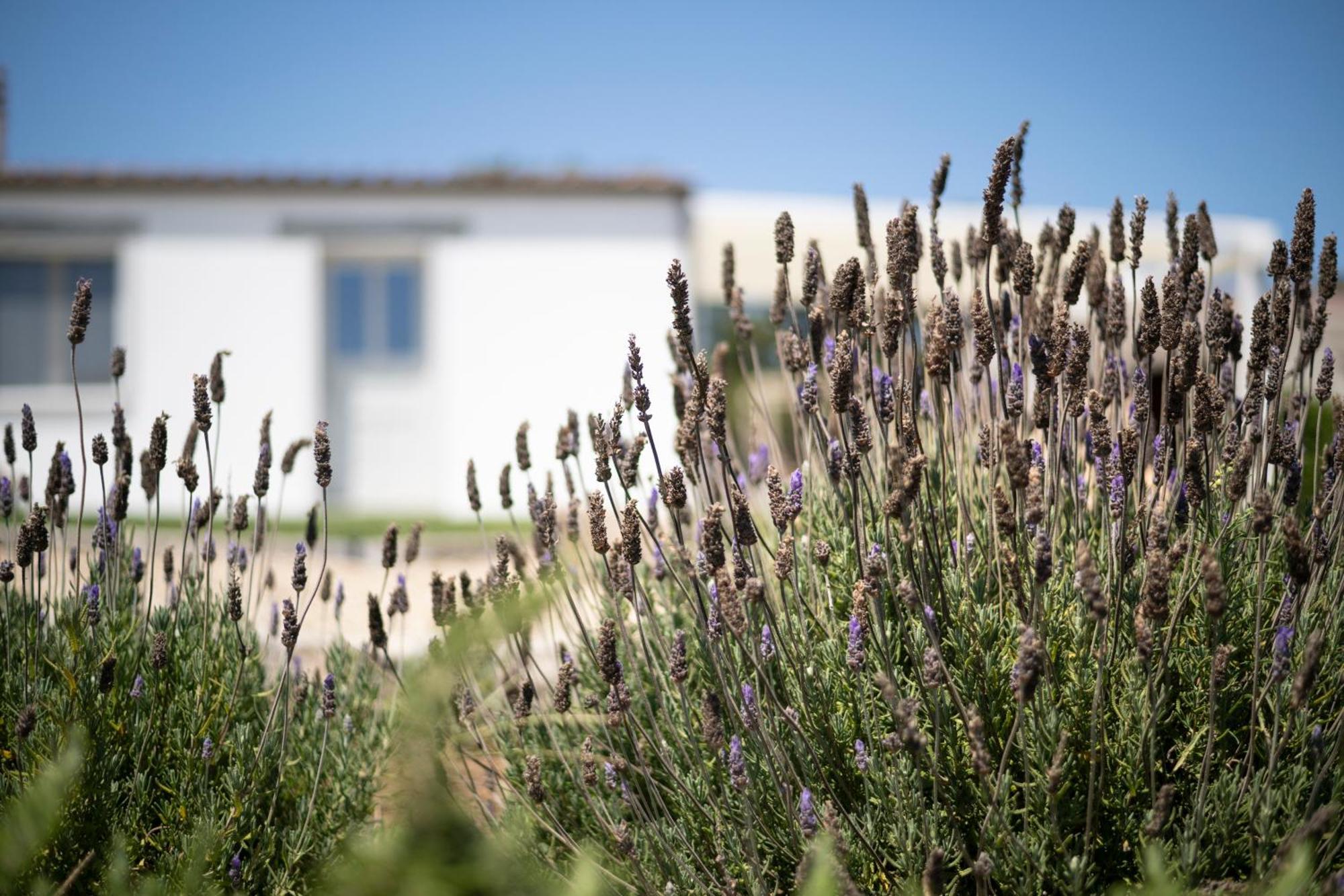 Casa Di Minnanni B&B Santa Teresa Gallura Bagian luar foto